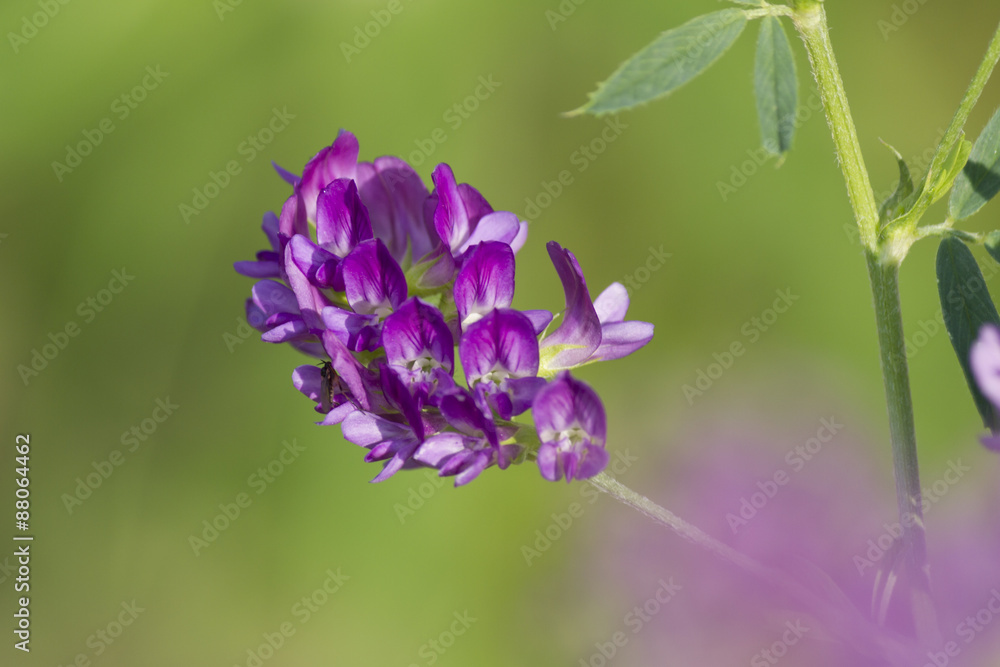 Obraz premium wildflower in the meadow