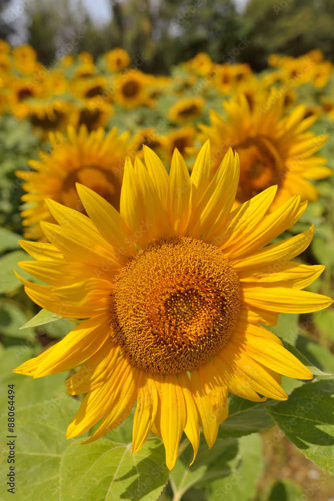 Obraz premium sonnenblumenfeld