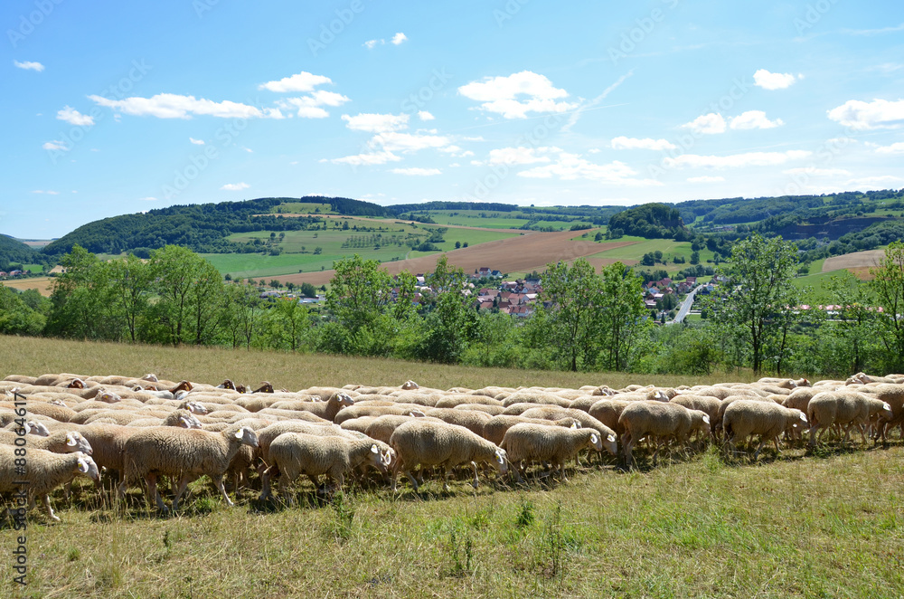 Schafherde in der Rhön Schafherde in der Rhön