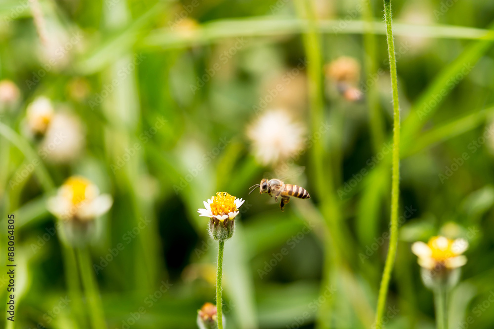 Bee flying to the flower. Bee flying to the flower.