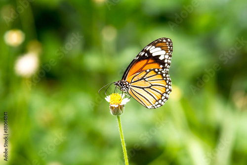 butterfly on flower © sapgreen