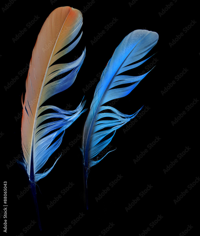 Obraz premium feathers on white background