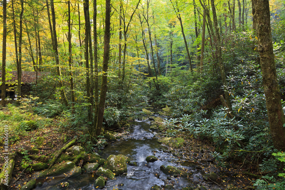 Joyce Kilmer Forest and Stream in the Fall