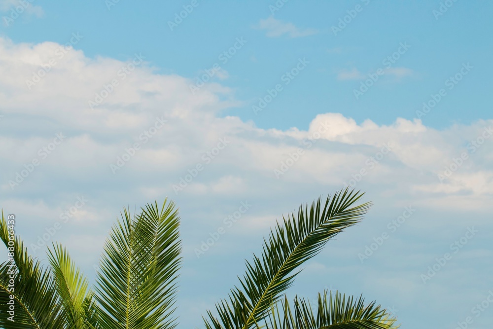 Palm tree and sky with clouds. Palm tree and sky with clouds.