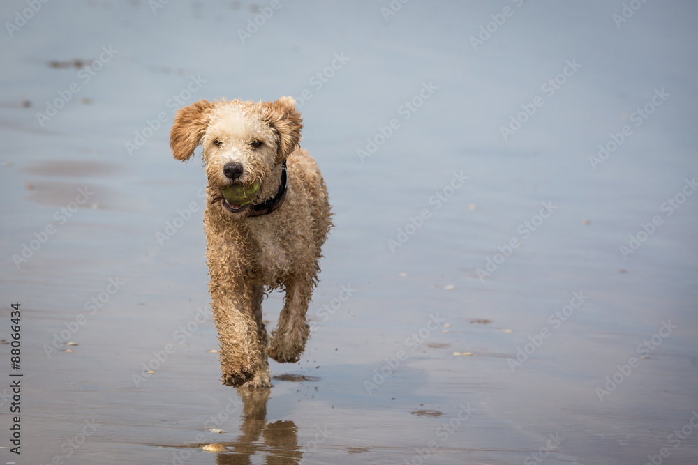 Spanish Water Dog on a Beach Spanish Water Dog on a Beach