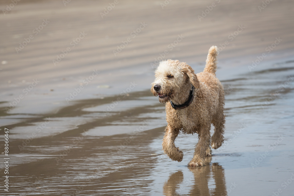 Spanish Water Dog on a Beach