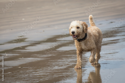Spanish Water Dog on a Beach © dazb75