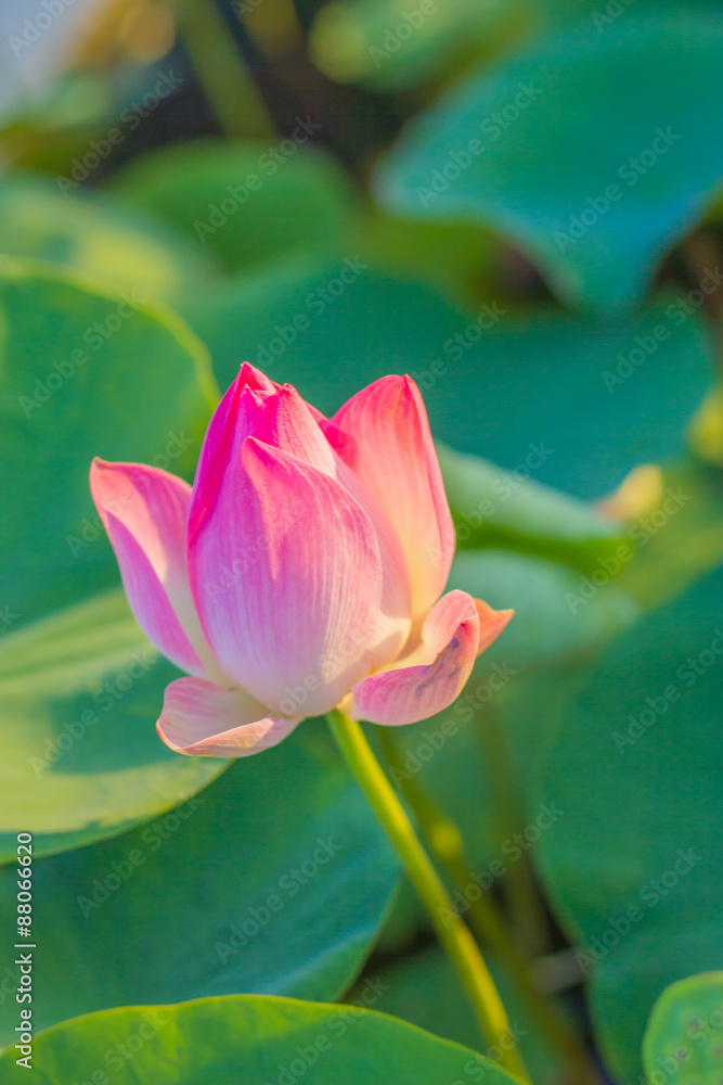 Lotus flower Lotus flower