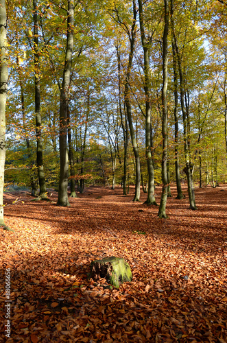 Autumnal forest