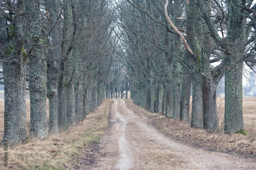 Fototapeta premium Dirt road through the gloomy forest of oaks