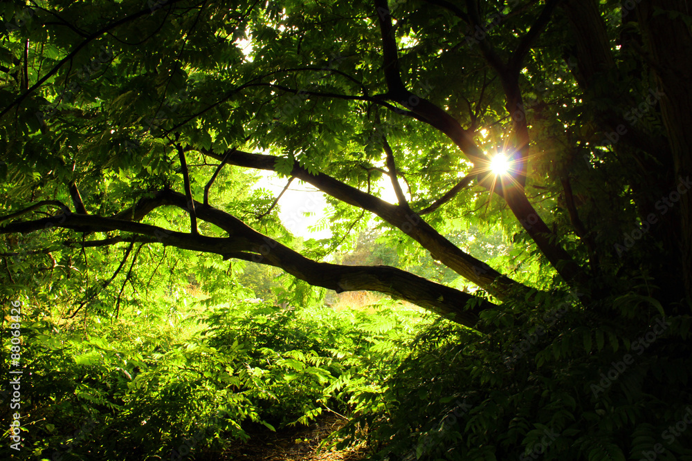 Fototapeta premium Waldpfad mit Sonnenstrahlen zwischen den Ästen