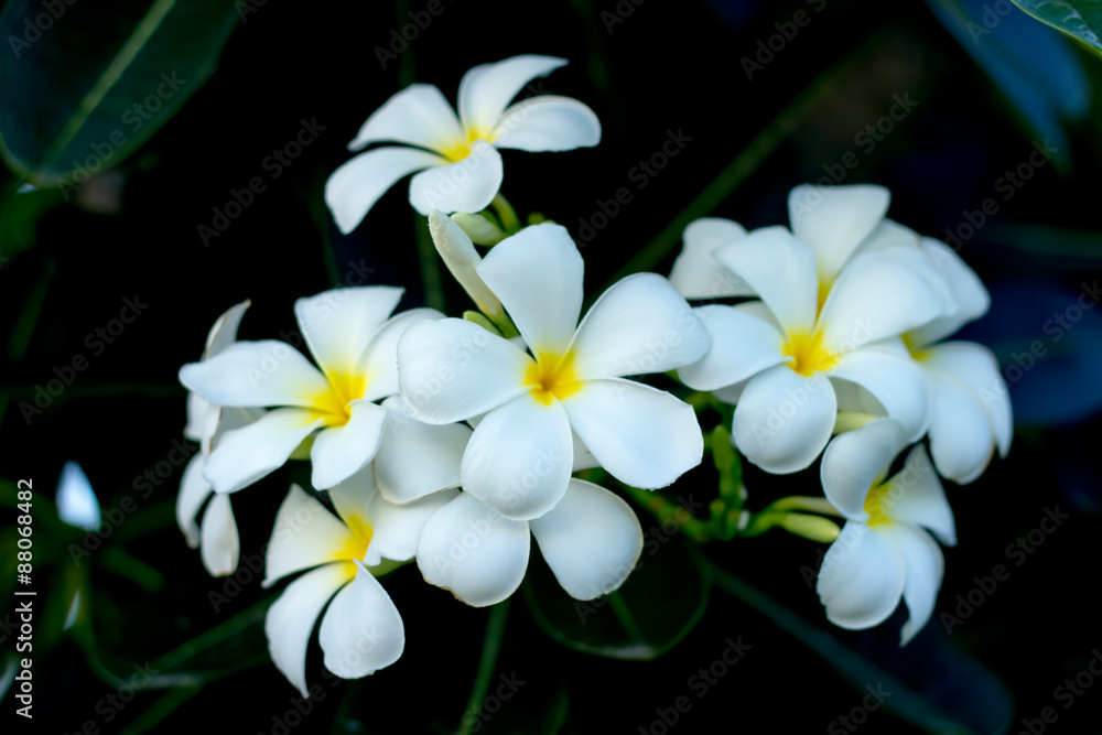 Beautiful Frangipani Flower