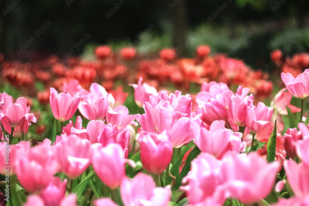 lily flower garden lily flower garden