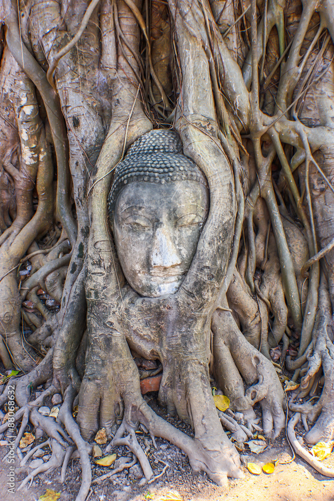 Buddha Head Statue in Banyan Tree, Thailand Buddha Head Statue in Banyan Tree, Thailand