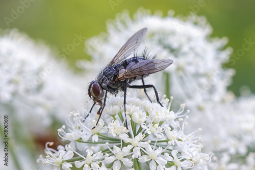 House fly sitting on a whit...
