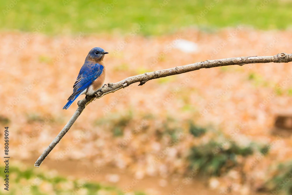 Obraz premium Eastern Bluebird