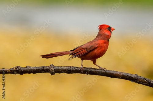 Northern Cardinal