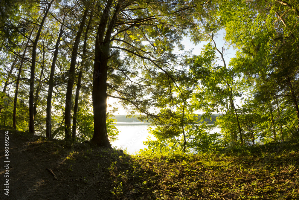 Fototapeta premium Lake Forest Dusk