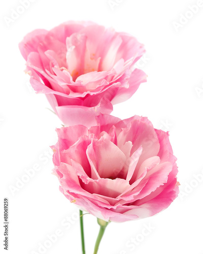 Eustoma flowers close up