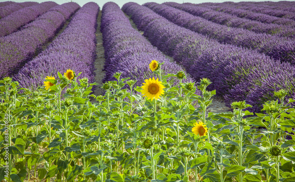 Obraz premium Lavender with sunflowers