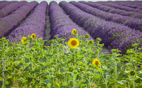 Fototapeta Naklejka Na Ścianę i Meble -  Lavender  with sunflowers