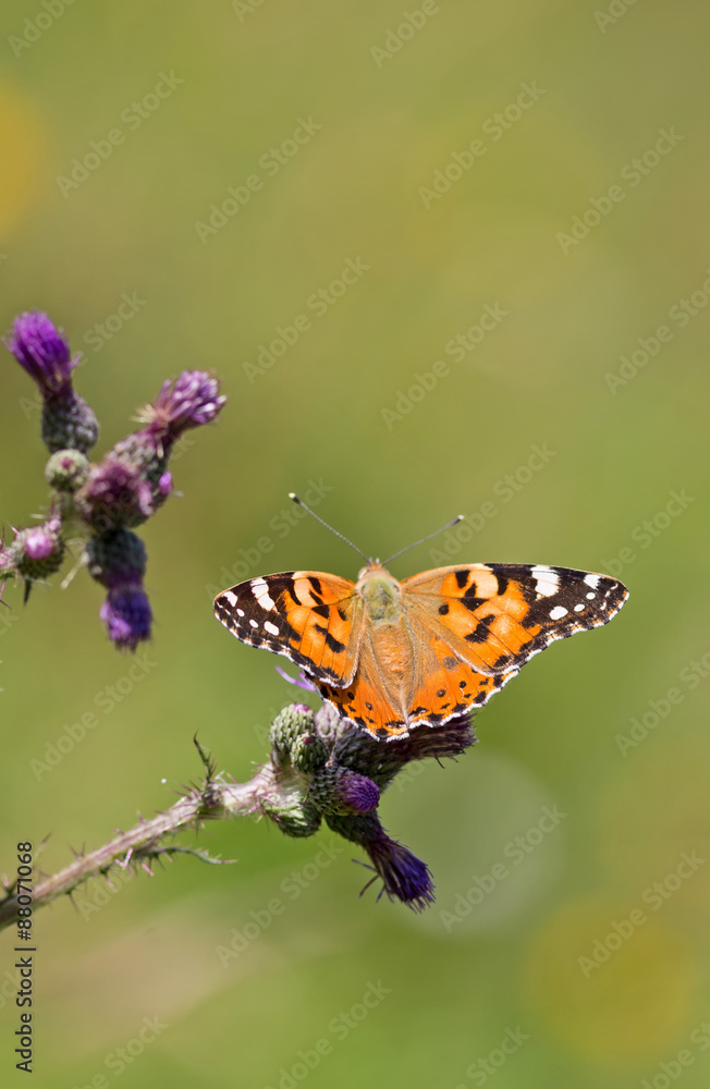 Obraz premium vanesse du chardon