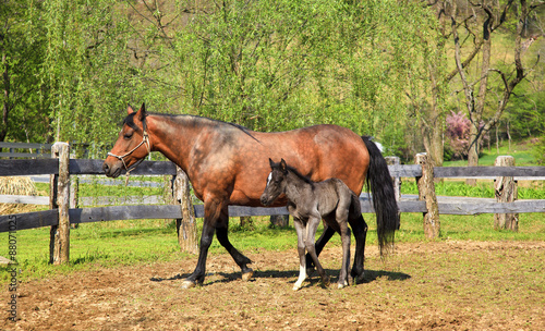 Fotografie Mare Horse and Her Colt Paso Fino