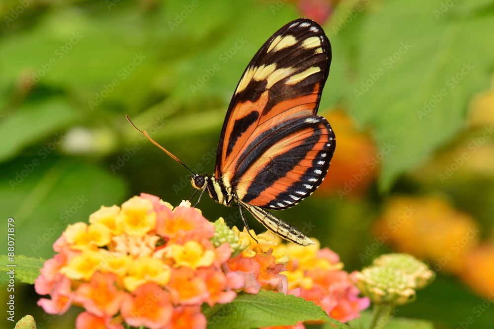 Isabella Tiger longwing butterfly lands at a nectar stop in the gardens. Isabella Tiger longwing butterfly lands at a nectar stop in the gardens.