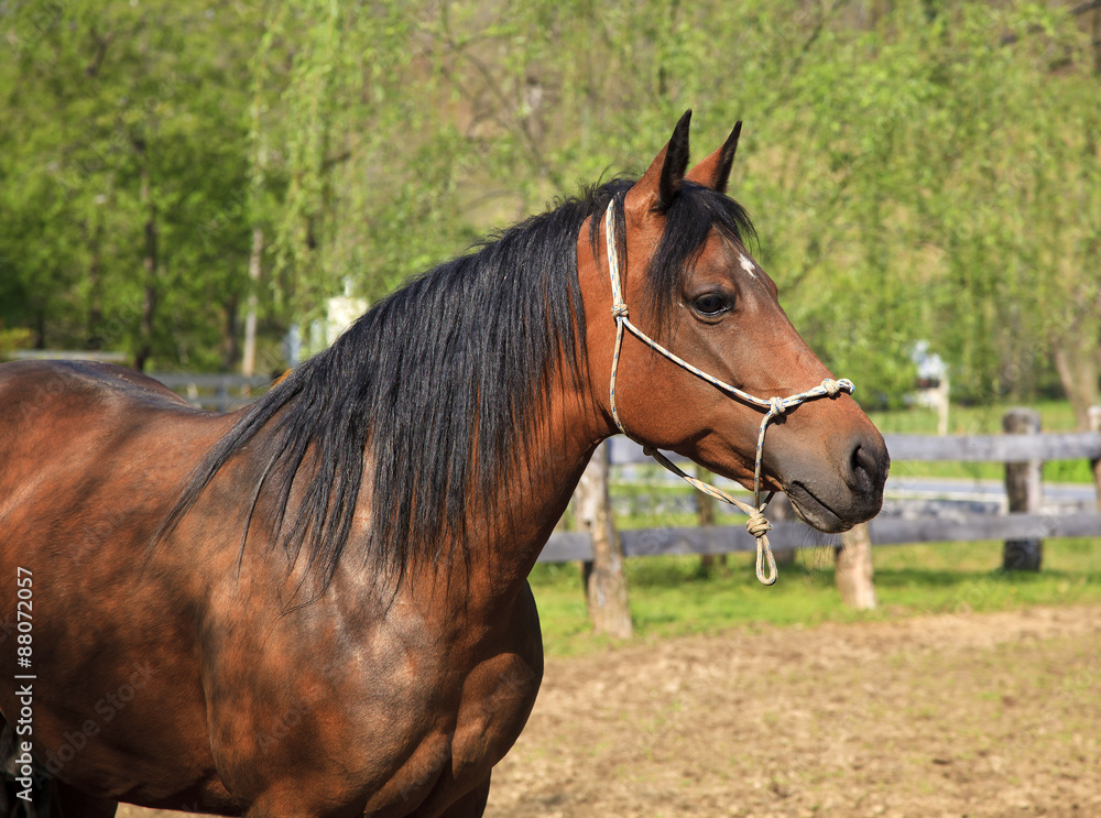 Horse Head Profile Paso Fino Horse Head Profile Paso Fino