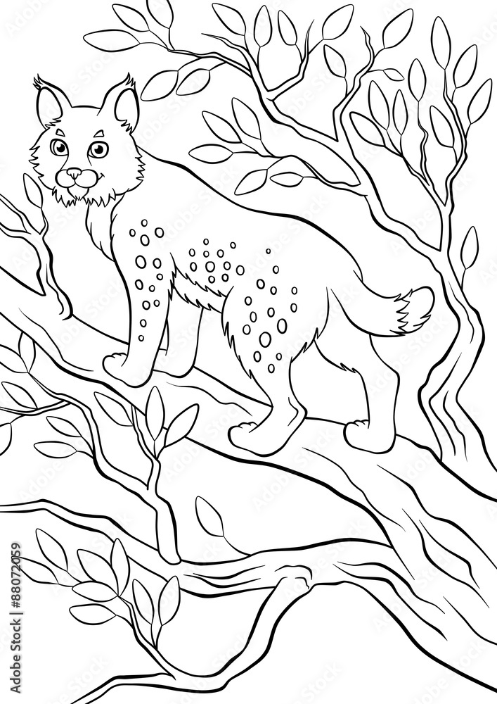 Obraz premium Little cute lynx standing in the tree