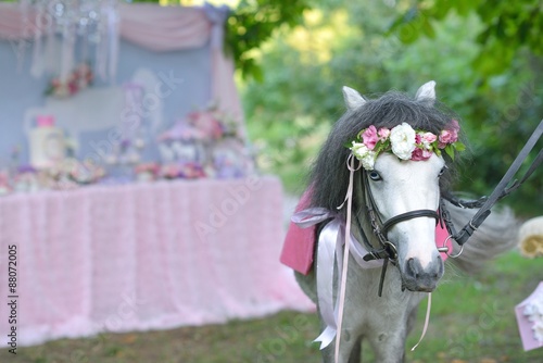 Fototapeta Naklejka Na Ścianę i Meble -  gray pony