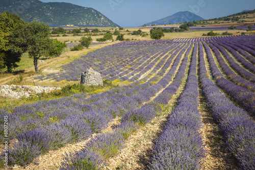 Fields of Lavender in Provence, France 