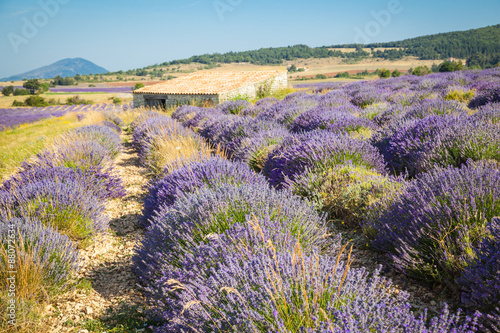 Fields of Lavender in Provence  France  