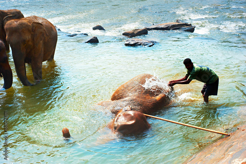 Photography Cleaning of elephant
