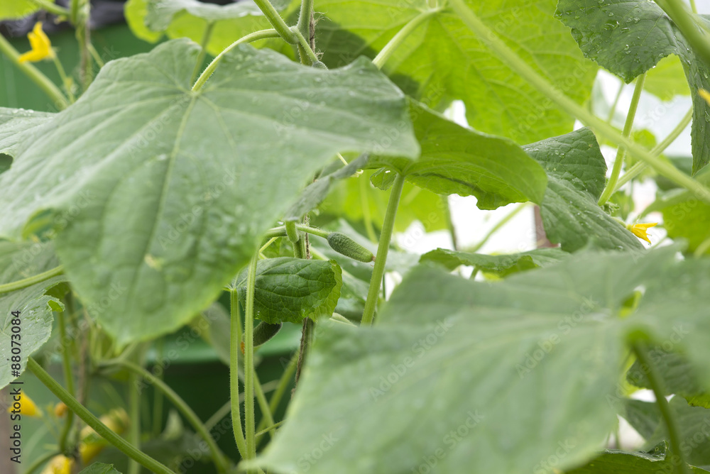 Fresh green cucumber Fresh green cucumber