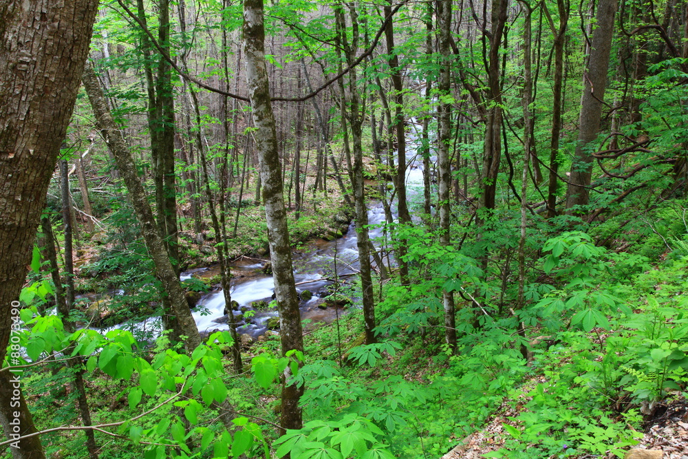 Stream in the Forest During Springtime Stream in the Forest During Springtime