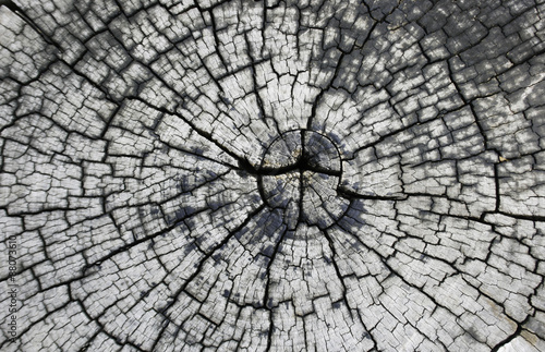 old tree stump texture background