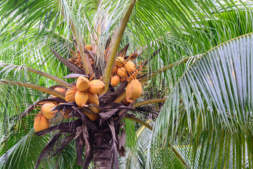 Close up of bunch yellow coconut on tree.