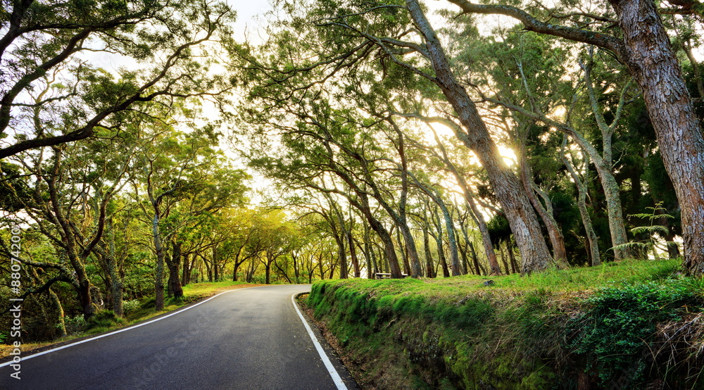 Forêt de bois de tamarins, La Réunion.