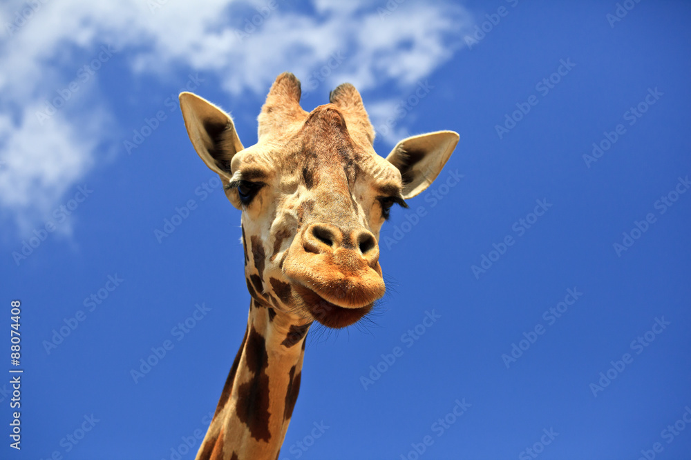 Naklejka premium Giraffe Head Closeup