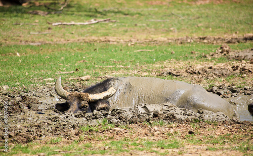 Water Buffalo in the Mud