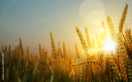 art backdrop of ripening ears of yellow wheat field