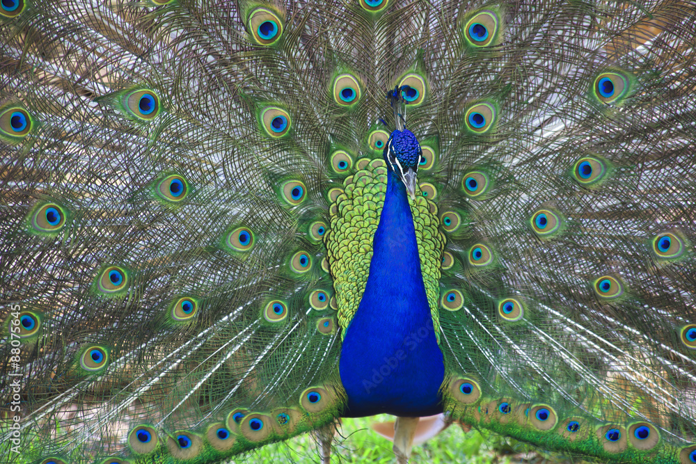 Fototapeta premium Peacock Closeup with Feathers Open