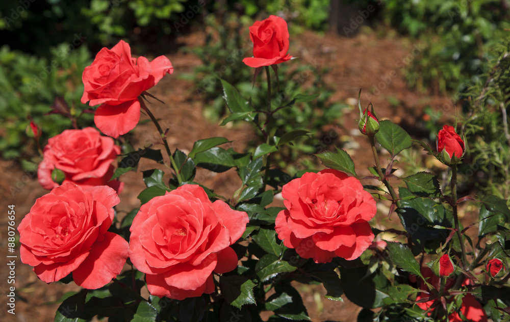 Roses in Bloom Roses in Bloom