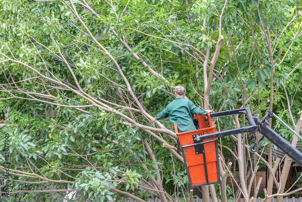 Gardener pruning a tree with chainsaw on crane. Gardener pruning a tree with chainsaw on crane.