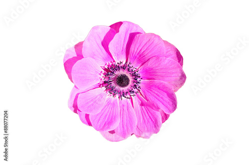 Flower isolated.
