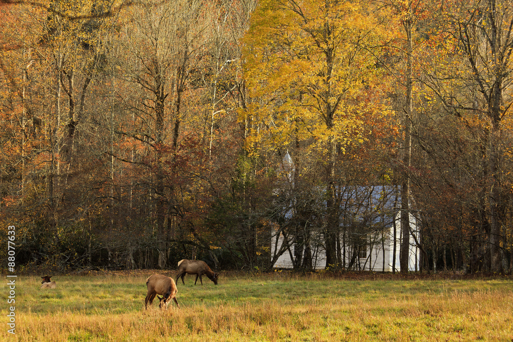 Obraz premium Elk in an Autumn Field