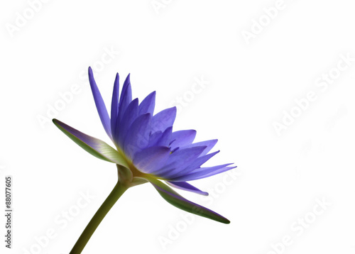 lotus flower isolated on white background