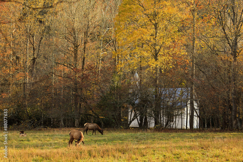 Elk in an Autumn Field