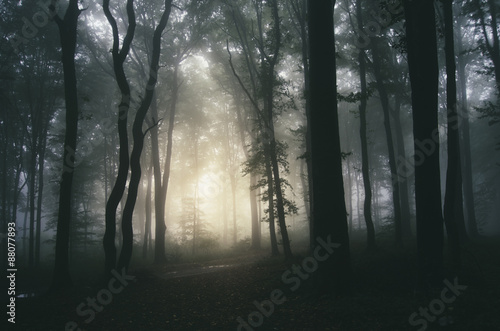 sunset light in dark forest background